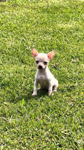Chihuahuas 