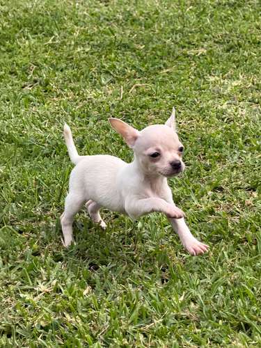 Chihuahuas 