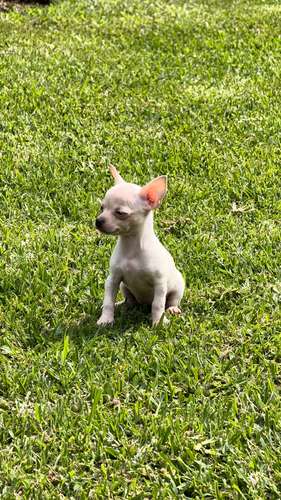 Chihuahuas 