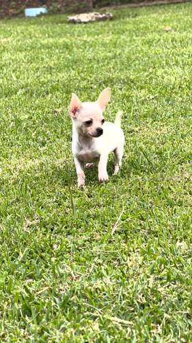 Chihuahuas 