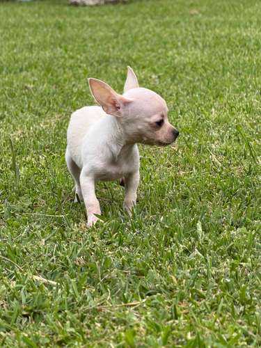 Chihuahuas 
