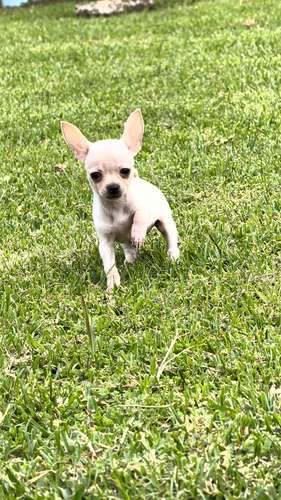 Chihuahuas 