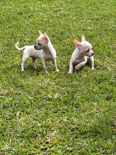 Chihuahuas 