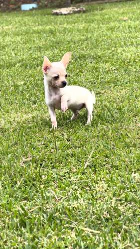 Chihuahuas 