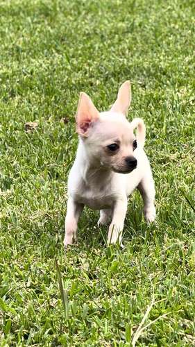 Chihuahuas 