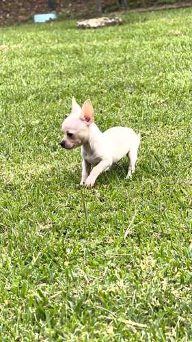 Chihuahuas 