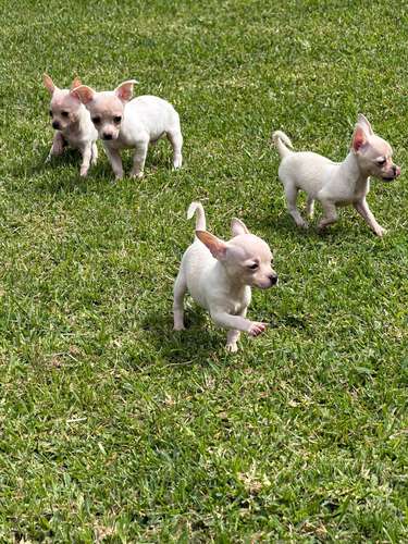 Chihuahuas 