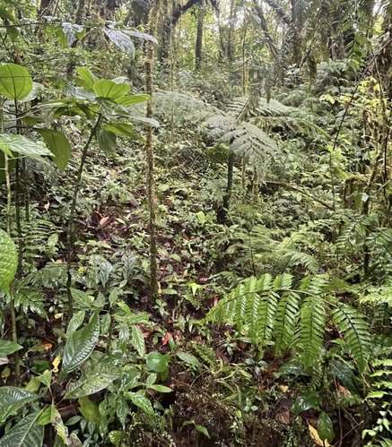 Finca en Monserrat de Cascajal, Vázquez de Coronado, San José - Imagen 10