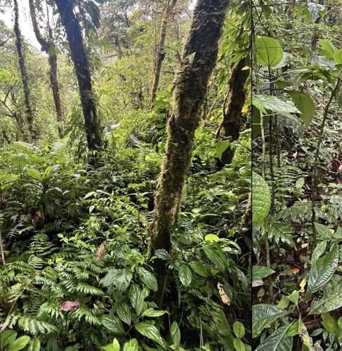 Finca en Monserrat de Cascajal, Vázquez de Coronado, San José - Imagen 6