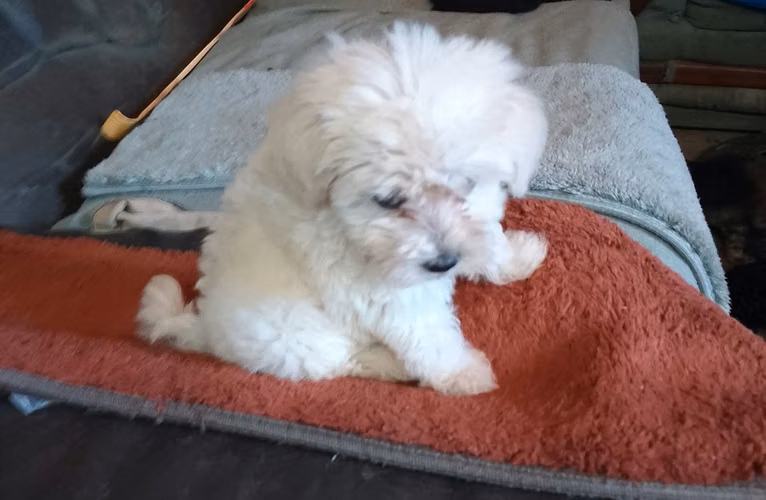 Bichón males hembr color champagne 
