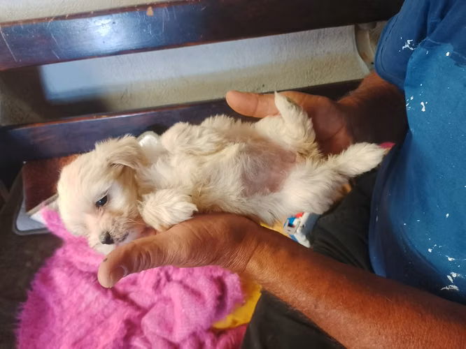 Bichón males hembr color champagne  - Imagen 2