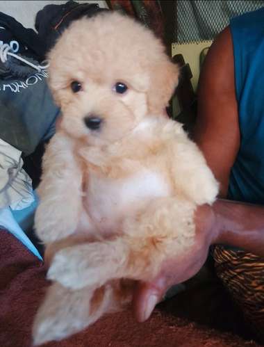 Bichón maltés hembra color apricot 
