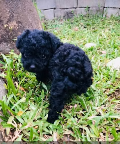 French poodle tacita patitas cortas