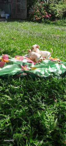 Chihuahuas macho - Imagen 2