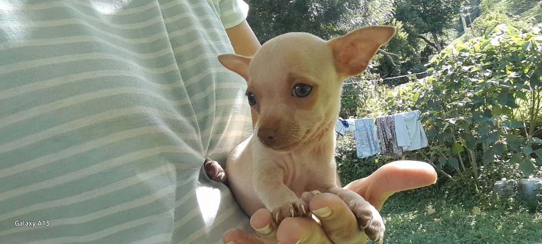 Chihuahuas macho - Imagen 3