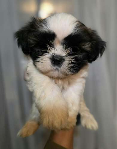 Shih Tzu Imperial  - Imagen 3