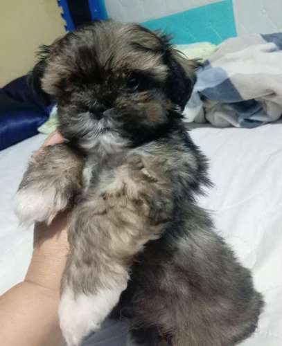 Shih Tzu Imperial  - Imagen 5