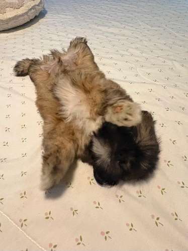 Shih Tzu hembra 