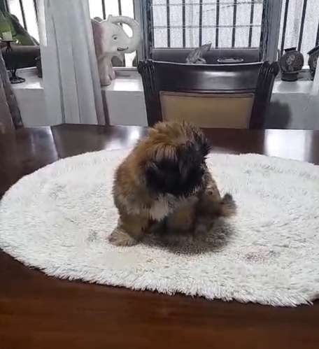 Shih Tzu hembra 