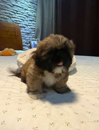 Shih Tzu hembra 