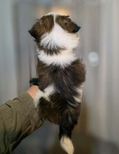 Shih Tzu Machos y hembras  - Imagen 7