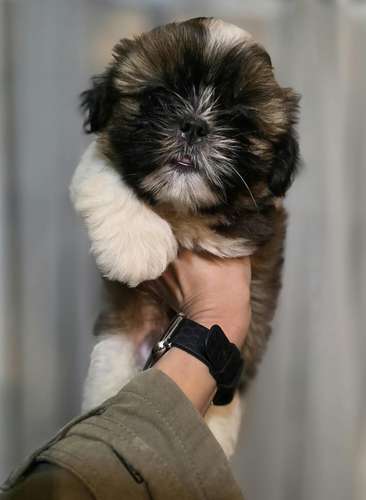Shih Tzu Machos y hembras  - Imagen 4