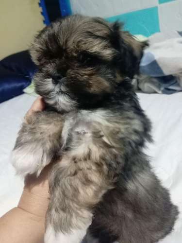 Shih Tzu Machos y hembras  - Imagen 9