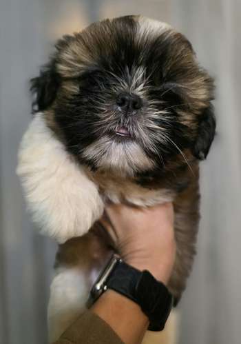 Shih Tzu Machos y hembras  - Imagen 2