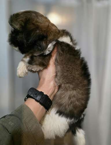 Shih Tzu Machos y hembras  - Imagen 3