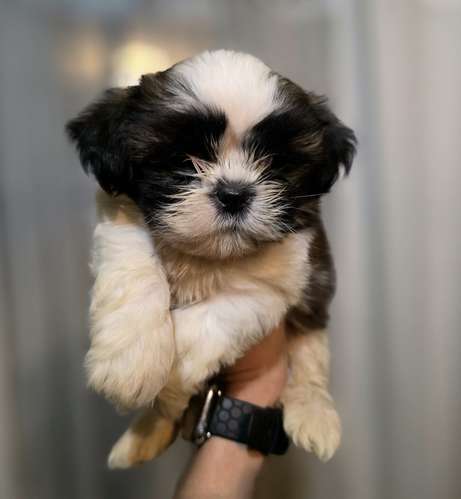 Shih Tzu Machos y hembras  - Imagen 6