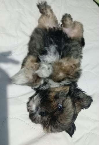 Shih Tzu Machos y hembras  - Imagen 8