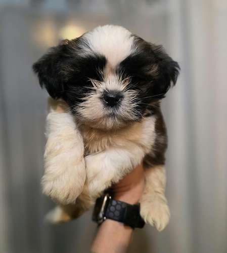 Shih Tzu Machos y hembras  - Imagen 5