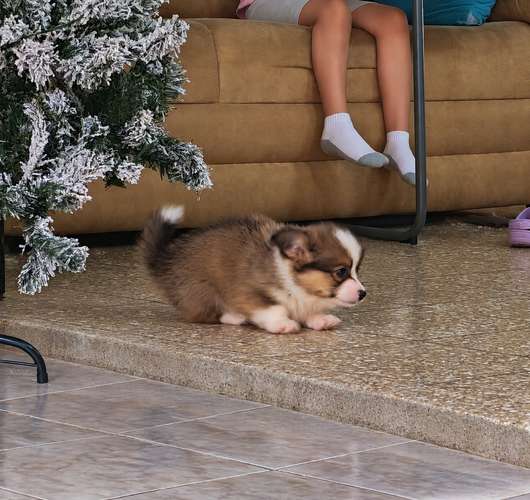 Último Corgi fluffy para entregar a finales de Octubre (padres con pedegree)  - Imagen 2