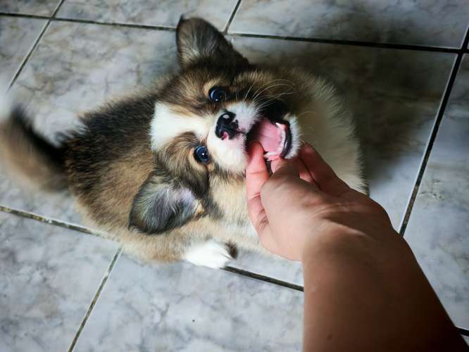 Último Corgi fluffy para entregar a finales de Octubre (padres con pedegree)  - Imagen 3