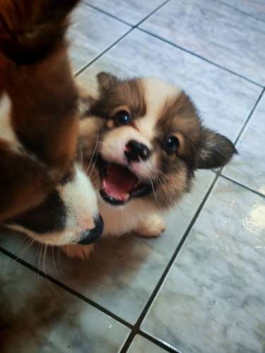 Último Corgi fluffy para entregar a finales de Octubre (padres con pedegree)  - Imagen 4