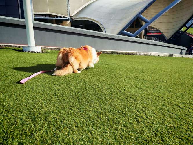 Último Corgi fluffy para entregar a finales de Octubre (padres con pedegree)  - Imagen 8