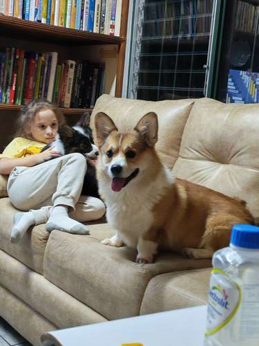 Último Corgi fluffy para entregar a finales de Octubre (padres con pedegree)  - Imagen 6