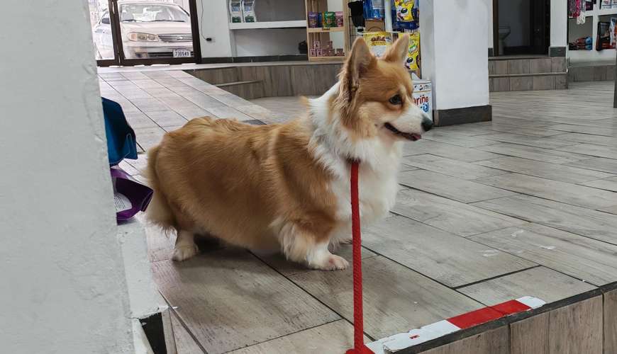 Último Corgi fluffy para entregar a finales de Octubre (padres con pedegree)  - Imagen 7