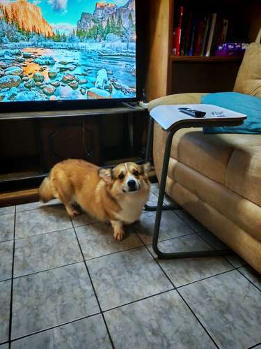 Último Corgi fluffy para entregar a finales de Octubre (padres con pedegree)  - Imagen 5