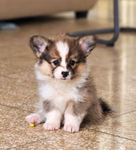 Último Corgi fluffy para entregar a finales de Octubre (padres con pedegree)  - Imagen 1