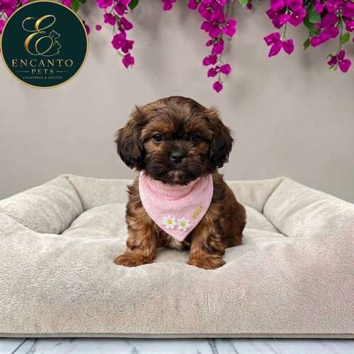 Cachorro Pequinés Maltés / Pekingese Maltese Mix disponible - Imagen 3