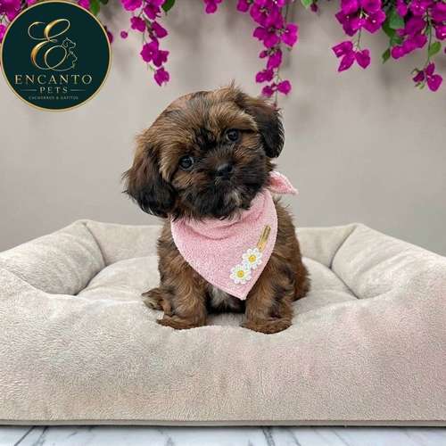 Cachorro Pequinés Maltés / Pekingese Maltese Mix disponible