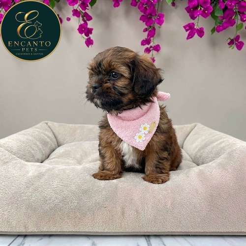 Cachorro Pequinés Maltés / Pekingese Maltese Mix disponible - Imagen 9
