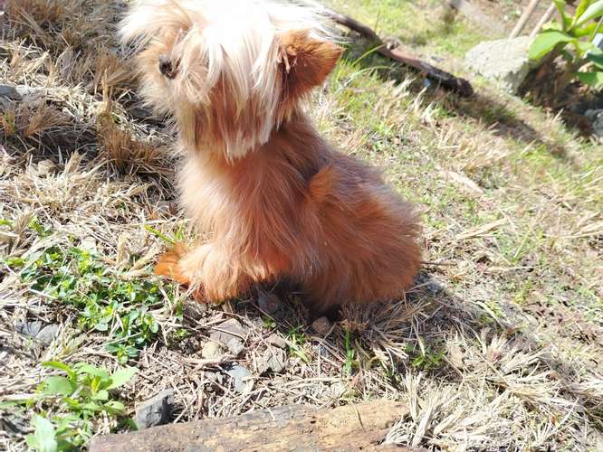  yorkie míni hembra 