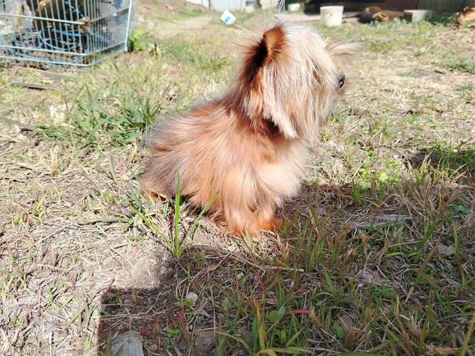  yorkie míni hembra 