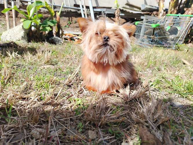  yorkie míni hembra 