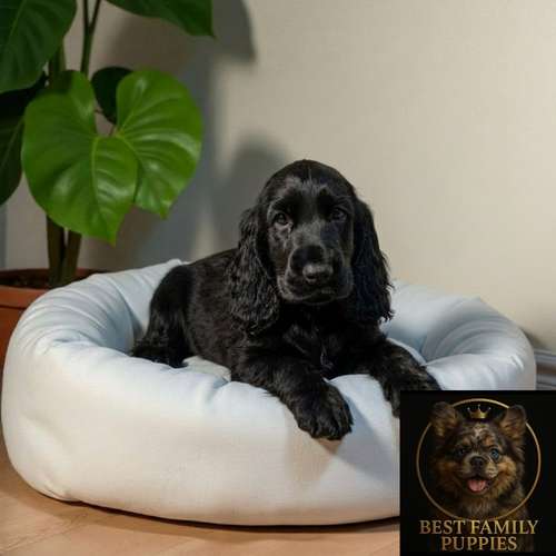 Cachorro COCKER SPANIEL INGLES TRADICIONAL disponible - Imagen 3