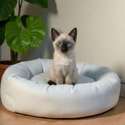 Gatito SIAMES disponible - Imagen 4
