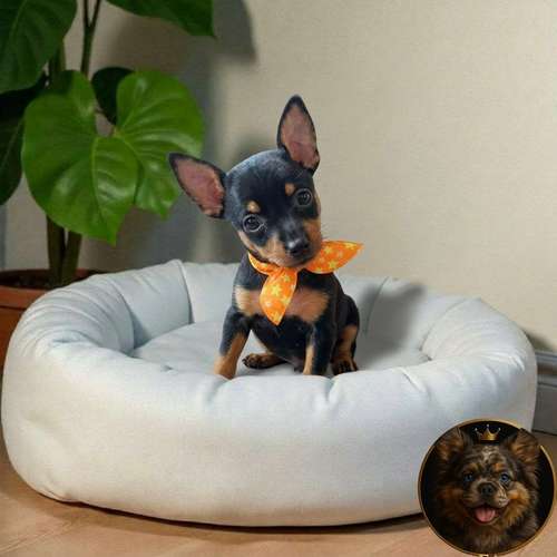 Cachorro DOBERMAN MINIATURA disponible - Imagen 10