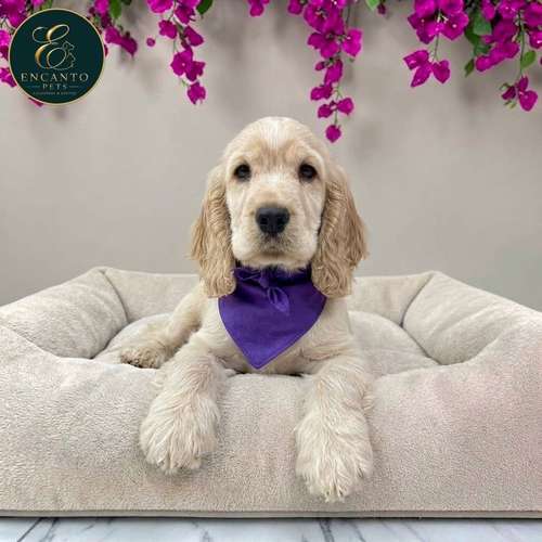 Cachorro Cocker Spaniel Ingles Beige Tradicional / English Cocker Spaniel Buff disponible - Imagen 5